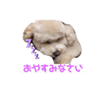 リヨン＆ルナ（個別スタンプ：3）