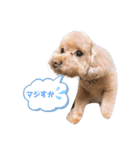 リヨン＆ルナ（個別スタンプ：20）