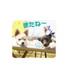 イタグレ エディ諭吉麿とヒナのスタンプ（個別スタンプ：23）