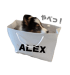 alex.m（個別スタンプ：16）