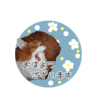 敬語にゃんこさん（個別スタンプ：1）