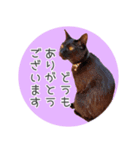 敬語にゃんこさん（個別スタンプ：2）