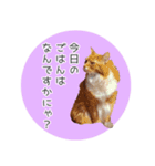 敬語にゃんこさん（個別スタンプ：3）