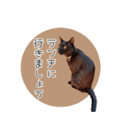 敬語にゃんこさん（個別スタンプ：4）