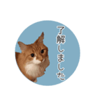 敬語にゃんこさん（個別スタンプ：5）