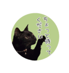 敬語にゃんこさん（個別スタンプ：6）