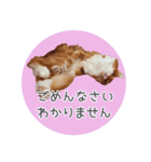 敬語にゃんこさん（個別スタンプ：7）