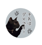 敬語にゃんこさん（個別スタンプ：8）