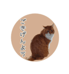 敬語にゃんこさん（個別スタンプ：11）