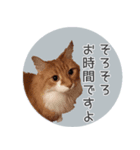 敬語にゃんこさん（個別スタンプ：13）