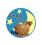敬語にゃんこさん（個別スタンプ：16）