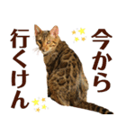 博多ベンガル猫(琥珀)（個別スタンプ：1）