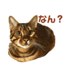 博多ベンガル猫(琥珀)（個別スタンプ：2）