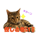 博多ベンガル猫(琥珀)（個別スタンプ：3）