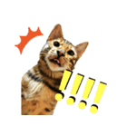 博多ベンガル猫(琥珀)（個別スタンプ：4）