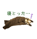 博多ベンガル猫(琥珀)（個別スタンプ：6）