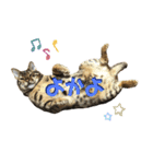 博多ベンガル猫(琥珀)（個別スタンプ：7）