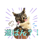 博多ベンガル猫(琥珀)（個別スタンプ：8）