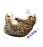 博多ベンガル猫(琥珀)（個別スタンプ：9）