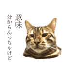 博多ベンガル猫(琥珀)（個別スタンプ：10）
