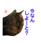 博多ベンガル猫(琥珀)（個別スタンプ：11）