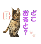 博多ベンガル猫(琥珀)（個別スタンプ：12）
