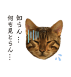 博多ベンガル猫(琥珀)（個別スタンプ：13）