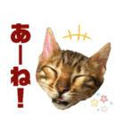 博多ベンガル猫(琥珀)（個別スタンプ：14）