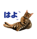 博多ベンガル猫(琥珀)（個別スタンプ：15）
