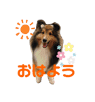 Winのスタンプです（個別スタンプ：1）