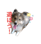 Winのスタンプです（個別スタンプ：11）