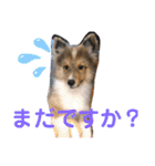 Winのスタンプです（個別スタンプ：12）