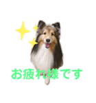 Winのスタンプです（個別スタンプ：21）