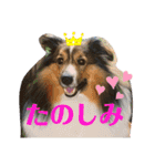 Winのスタンプです（個別スタンプ：22）