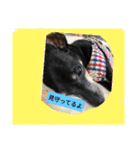 ミニピンとパンダ猫（個別スタンプ：2）