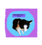 ミニピンとパンダ猫（個別スタンプ：8）