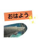 魚達の愉快なおしゃべり（個別スタンプ：5）