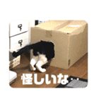 表情豊かなネコスタンプ（個別スタンプ：5）
