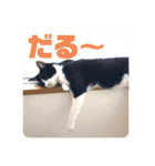 表情豊かなネコスタンプ（個別スタンプ：9）