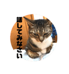 表情豊かなネコスタンプ（個別スタンプ：11）