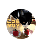 表情豊かなネコスタンプ（個別スタンプ：16）