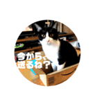 表情豊かなネコスタンプ（個別スタンプ：17）