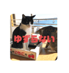 表情豊かなネコスタンプ（個別スタンプ：19）