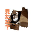 表情豊かなネコスタンプ（個別スタンプ：20）