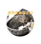 表情豊かなネコスタンプ（個別スタンプ：22）