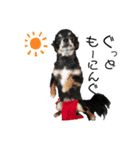 愛犬チワワらぶ（個別スタンプ：1）