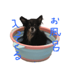 愛犬チワワらぶ（個別スタンプ：2）