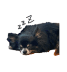 愛犬チワワらぶ（個別スタンプ：4）