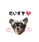 愛犬チワワらぶ（個別スタンプ：6）