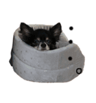 愛犬チワワらぶ（個別スタンプ：7）